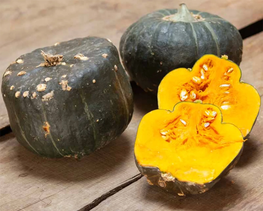 Pumpkin Buttercup Burgess kandiline Kõrvits, Квадратная тыква порционная